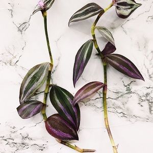 8 Purple Wandering Jew Cuttings